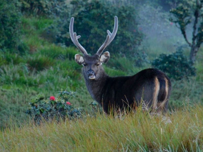 Image of Horton Plains