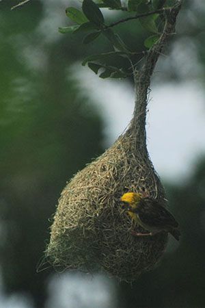 Birds Watching